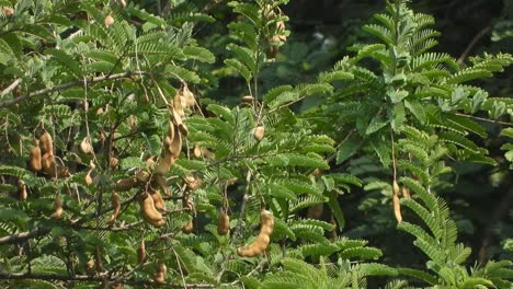 tamarind frot leaf - green