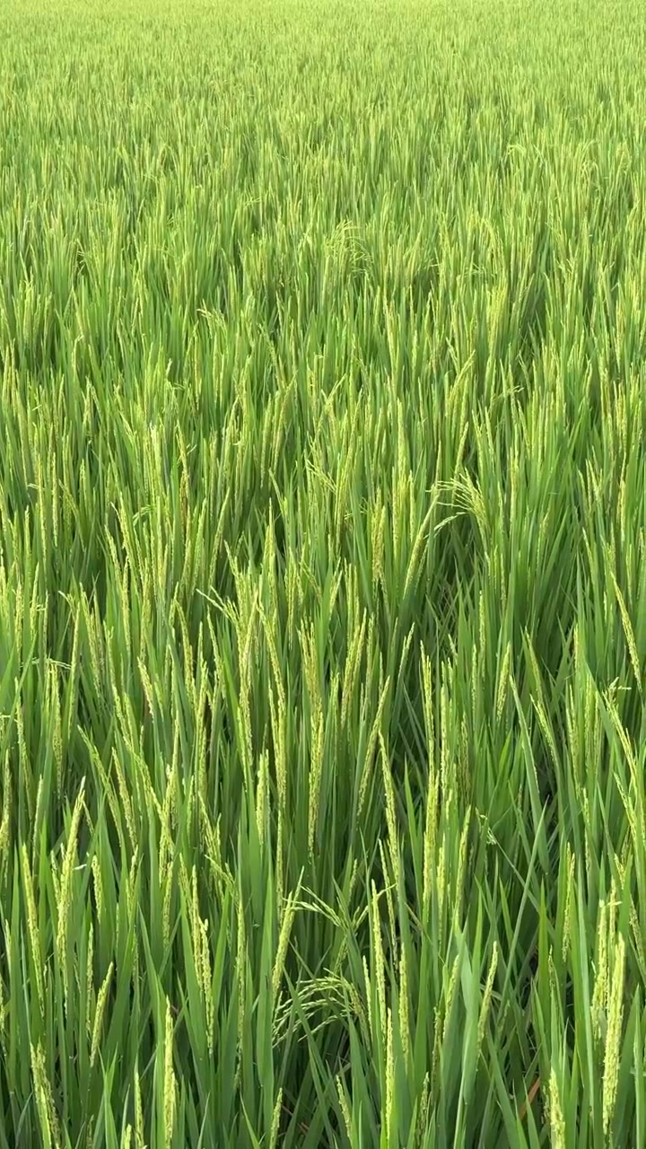 Risaia verde rigogliosa che ondeggia dolcemente al vento