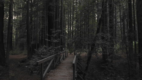 Time-lapse-of-sun-flares-setting-through-Coastal-Redwoods-and-path-in-Redwoods-State-Park-Humboldt-California