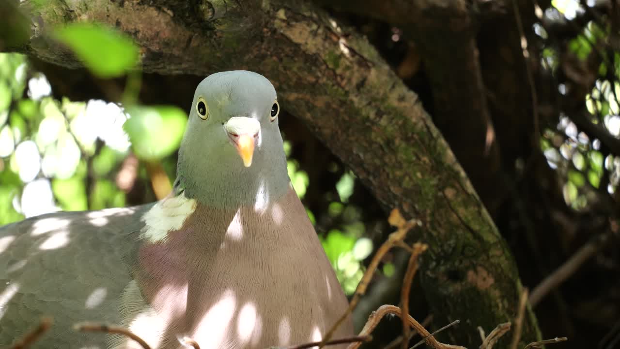 Female woodpigeon sitting on her nest in a garden
