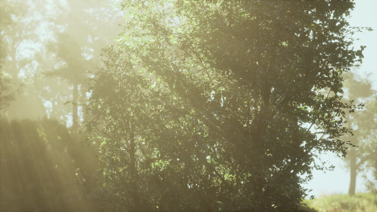 숲 속의 안개가 가득한 아침