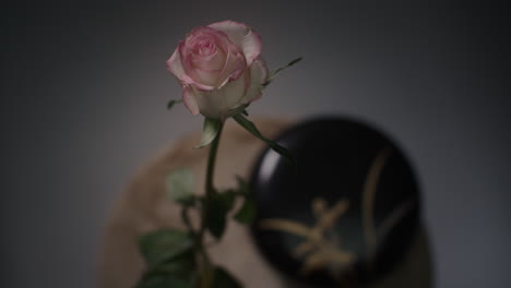 a single rose withers in a vase timelapse