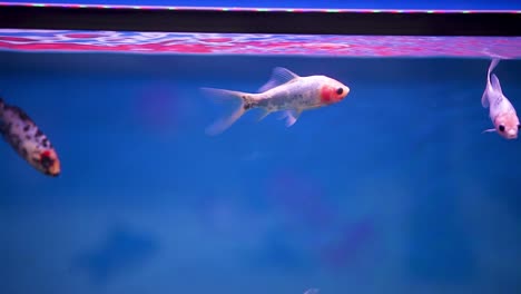 shubunkin fish swimming backward and forward randomly through the frame in their freshly set aquarium tank