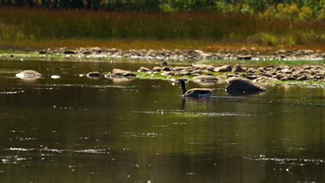 Kanadagans-Schwimmt-Im-Teich-Mit-Fischen,-Die-Aus-Dem-Wasser-Springen,-Zeitlupe-30p