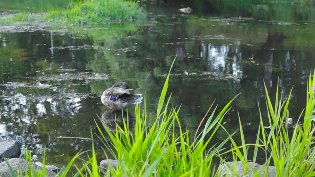 Duck on a Pond