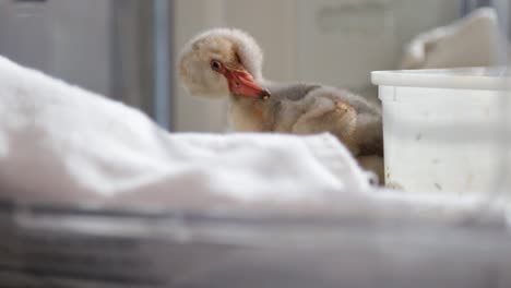 baby flamingo chick busy preening its fluffy feathers