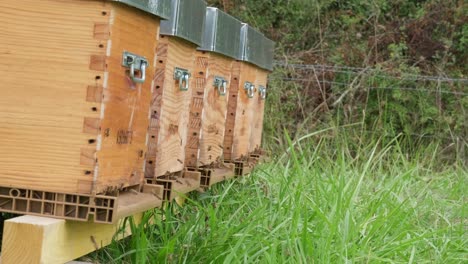 Vista-De-Las-Abejas-Que-Vuelan-Para-Aterrizar-En-Las-Tablas-De-La-Caja-De-La-Colmena-De-Abejas-De-Madera-Colocadas-En-Un-Campo-De-Hierba