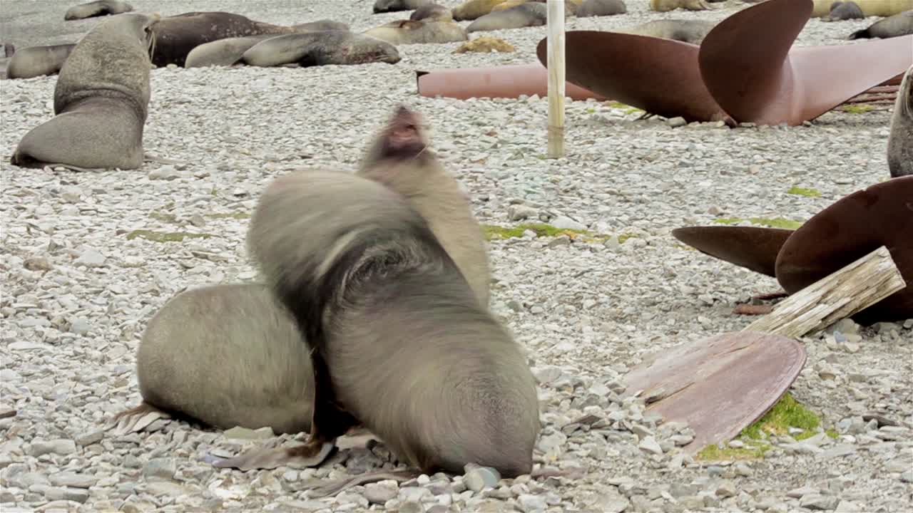 사우스 조지아의 스트롬니스 항구에서 싸우는 남성 남극 물개 arctocephalus gazella