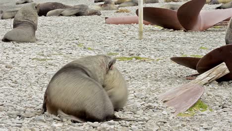 Männliche-Antarktische-Seebär-Arctocephalus-Gazella-Kämpft-Im-Hafen-Von-Stromness-In-Südgeorgien