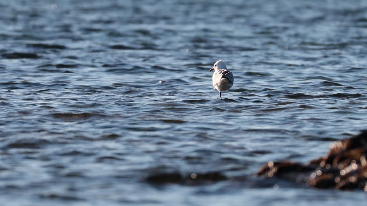 Seagull standing in shallow water at beach