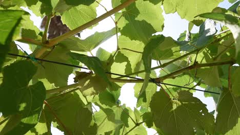 Vine-plant-roofing-in-the-back-yard,-closeup-footage