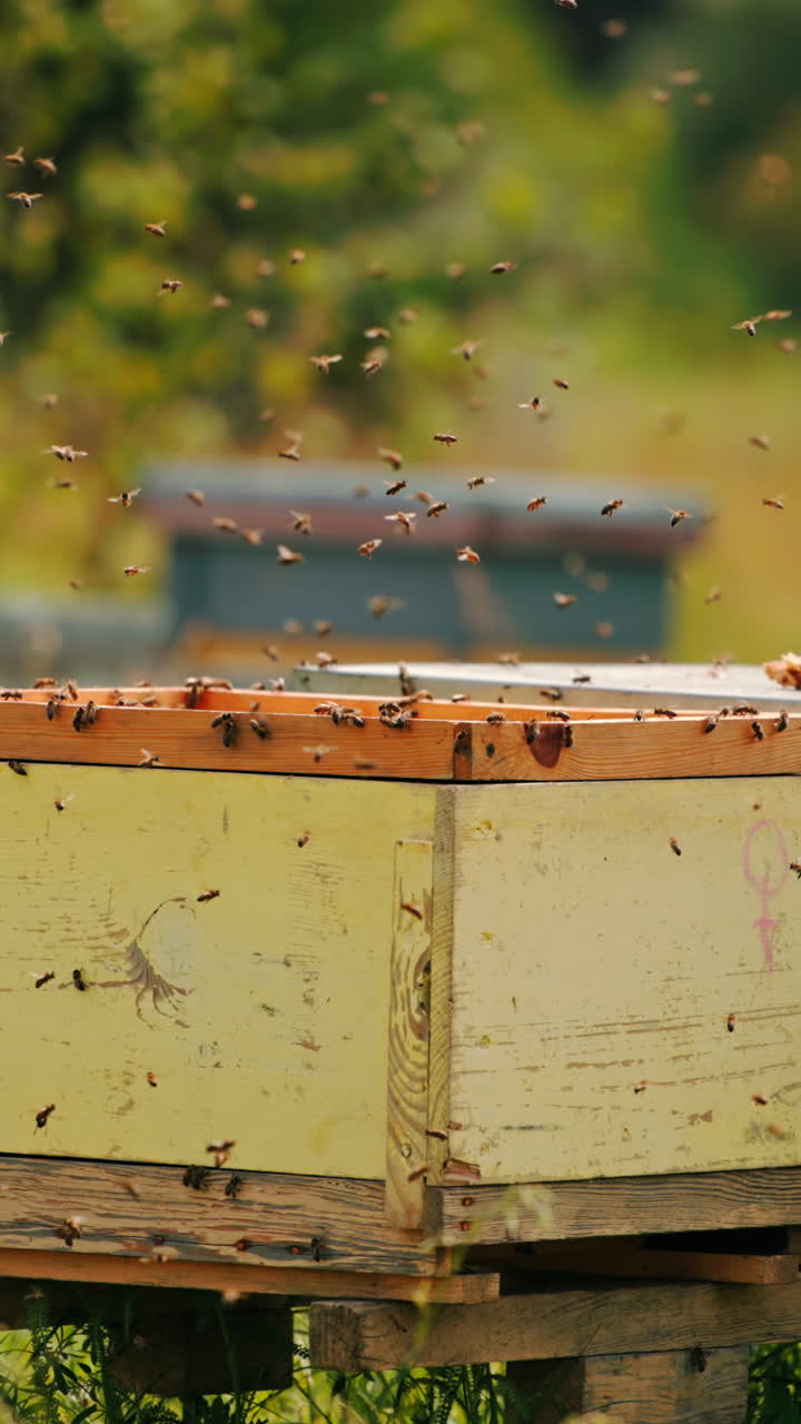 Numerous worker bees swarming around the open hive. Irritated insects trying to come back to their homes. Blurred backdrop. Vertical video