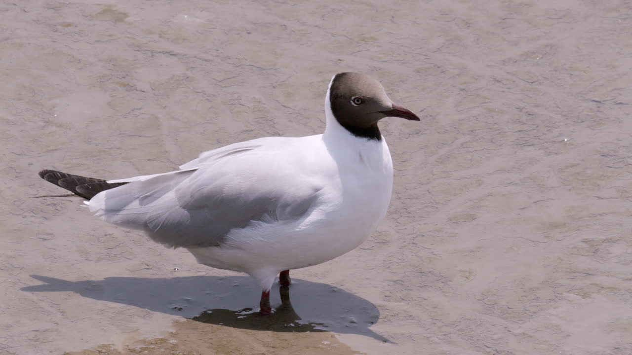 de pie en un agua de estuario turbia y fangosa mientras es acariciado suavemente por la brisa, una gaviota de cabeza negra chroicocephalus ridibundus mira a su alrededor mientras algunas gaviotas están volando por