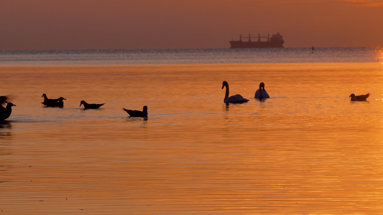 Ducks and swans peacefully swimming at sunrise with a cargo ship on the horizon