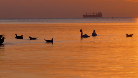 ducks and swans peacefully swimming at sunrise with a cargo ship on the horizon