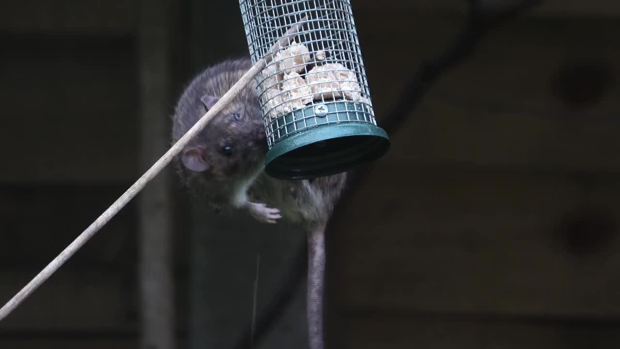 Rat feeding on a garden bird feeder.