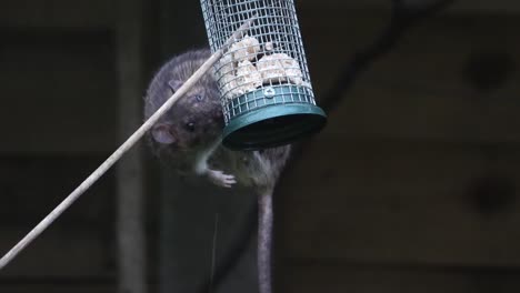 rat feeding on a garden bird feeder.