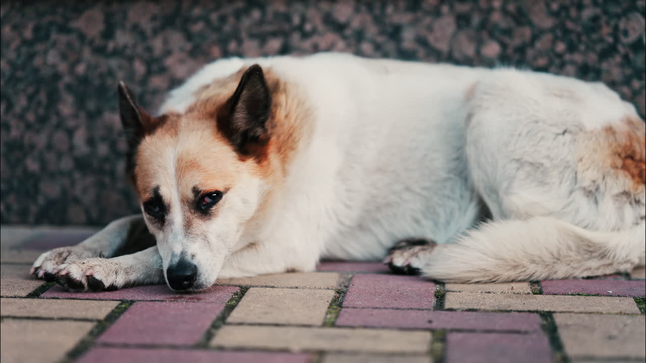 Close up of a white and brown dog resting on red and yellow pavement