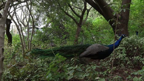 male peacock walking and feeding through a forest
