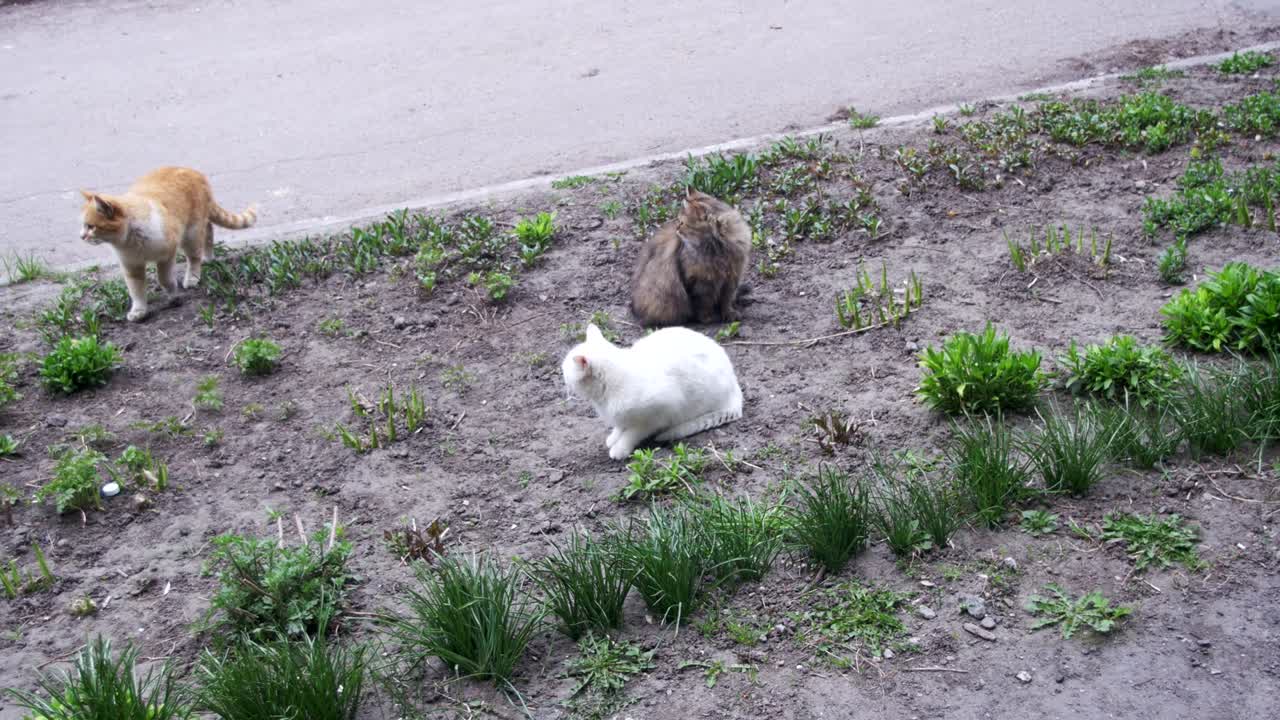 공원의 거리에서 세 마리의 노숙자 고양이