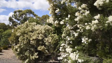 árbol australiano nativo de floración blanca