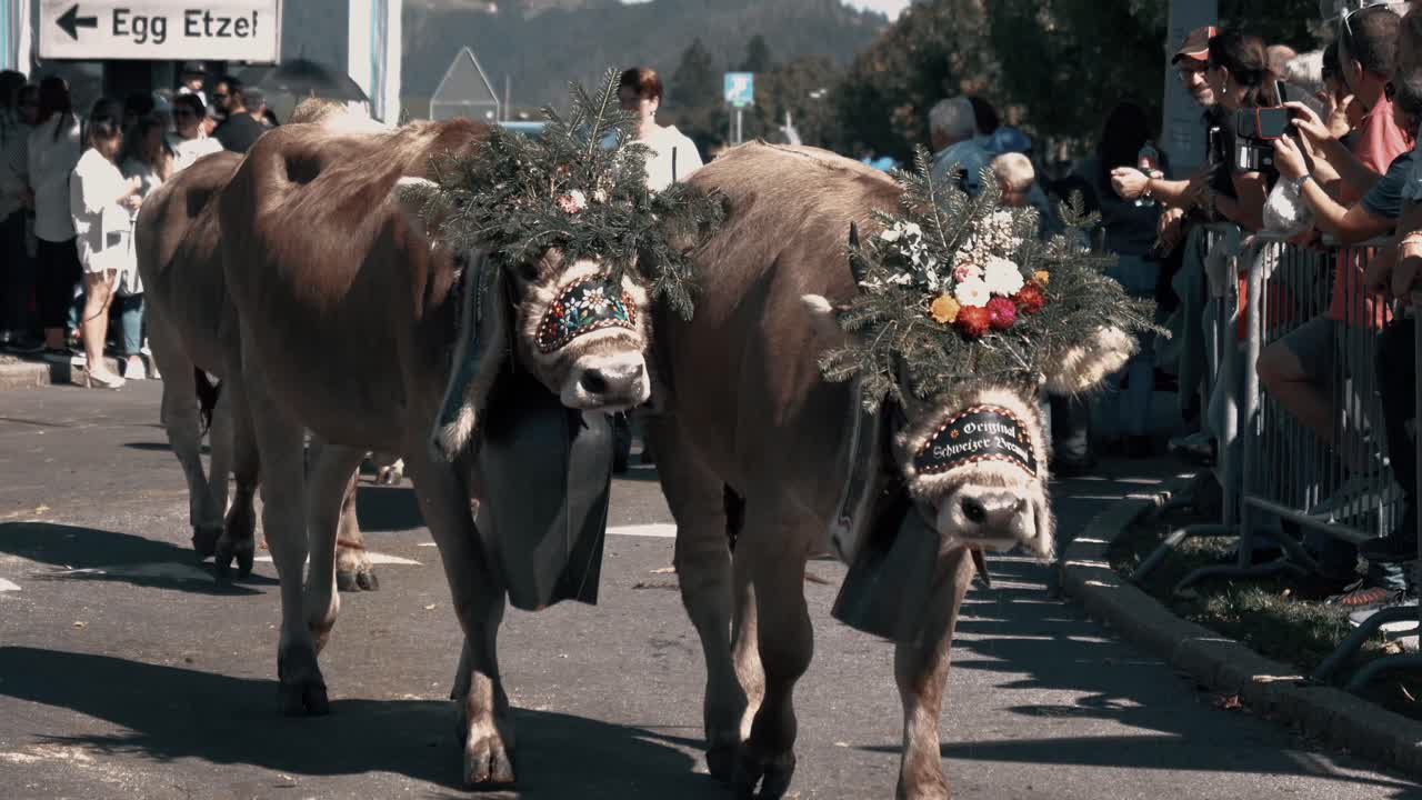 This is the annual Alpabfahrt. You can see the farmers with their cows. They come down from the Alps to spend the winter down in the stables. The cattle are traditionally decorated