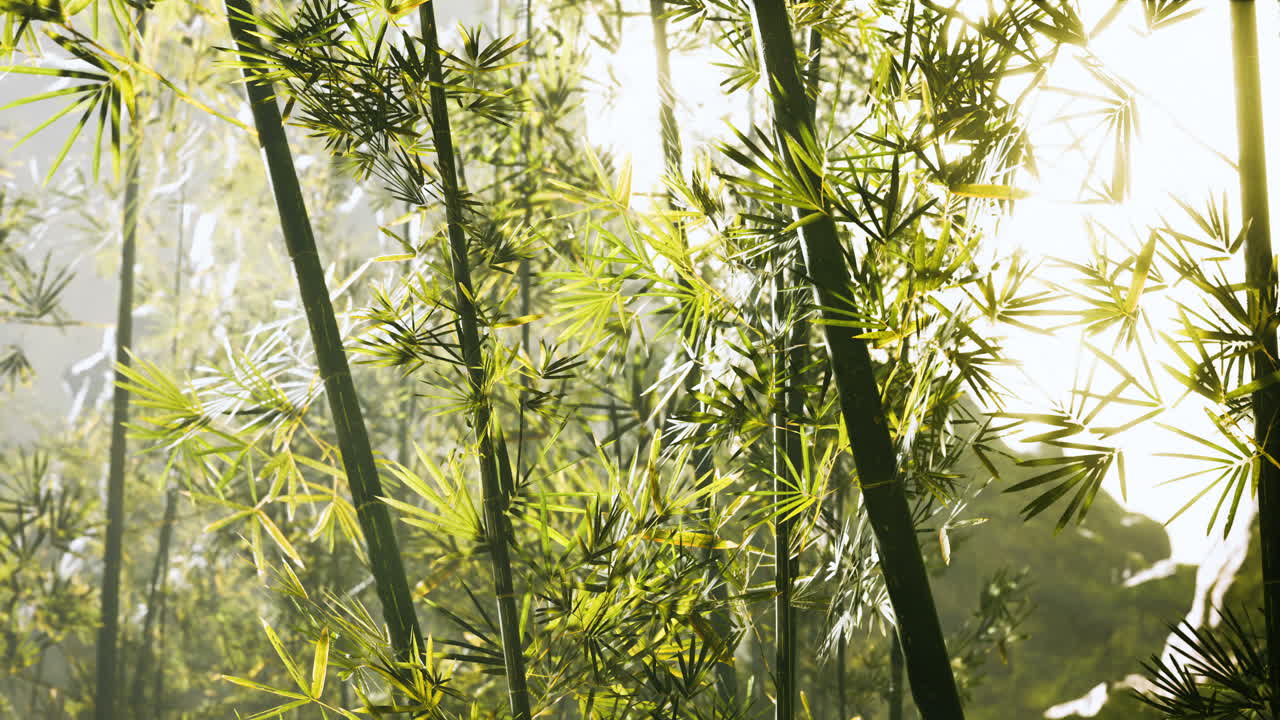 깊은 안개 속의 대나무 녹색 숲