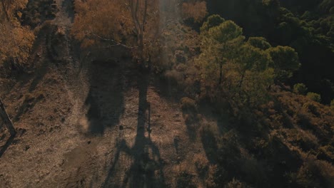 Aerial-birdseye-view-of-forest-path-tilting-up-into-the-horizon-with-jib-down