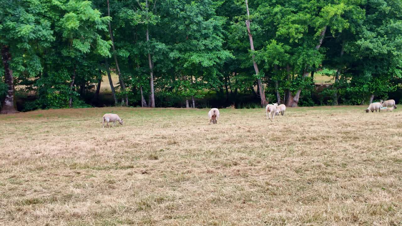 Flock of sheep grazing peacefully in dry grass field with lush green forest in background, rural farm life and agriculture