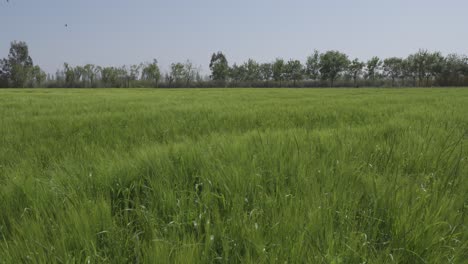 serene green wheat field under a clear sky