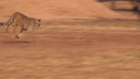 A-cheetah-chases-a-lure-on-a-string-and-exercises-at-a-cheeta-rehabilitation-and-conservation-center-in-Namibia-Africa