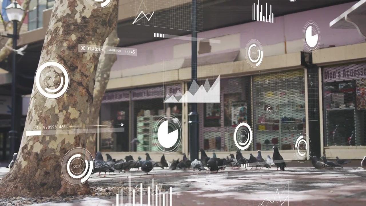 Pigeons picorant, certains battant des ailes, avec des graphiques HUD se déplaçant et se superposant aux oiseaux sur le trottoir mouillé pour des données.