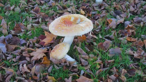 Un-Hongo-Silvestre-Con-Gotas-De-Rocío-Rodeado-De-Hojas-De-Otoño-Caídas-Sobre-El-Césped