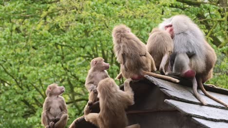 Mantelpavian,-Bei-Dem-Jedes-Männchen-Seine-Eigene-Gruppe-Von-Weibchen-Hat