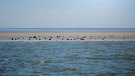muchas focas y seelions en un banco de arena en el wattensea en alemania
