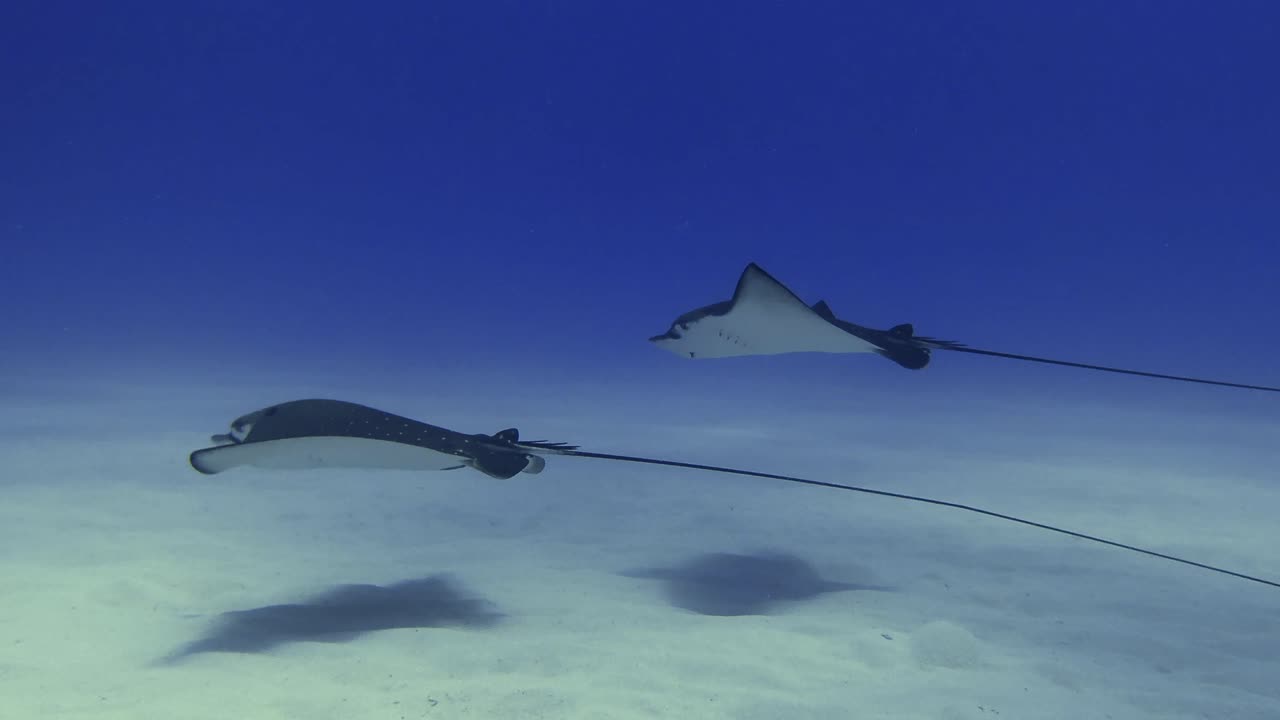 마우리셔스 해안의 평온한 바다 물을 가로질러 날아다니는 독수리 해파리의 조용한 장면.