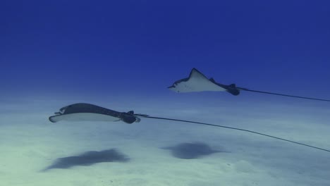 fotografía serena de rayas de águila que se deslizan a través de las aguas tranquilas del océano frente a mauricio, escena marina tranquila