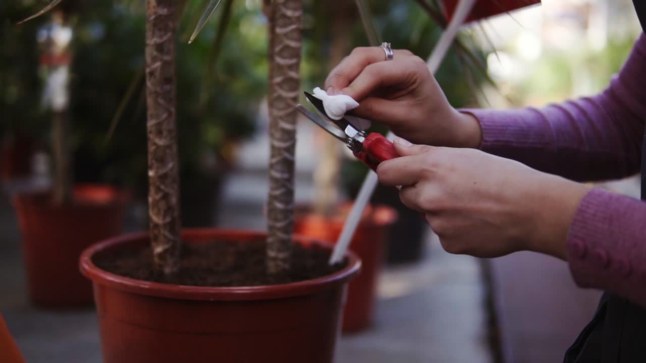 Closeup view of female hands cleaning a garden pruner in greenhouse