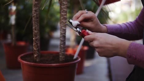 closeup view of female hands cleaning a garden pruner in greenhouse