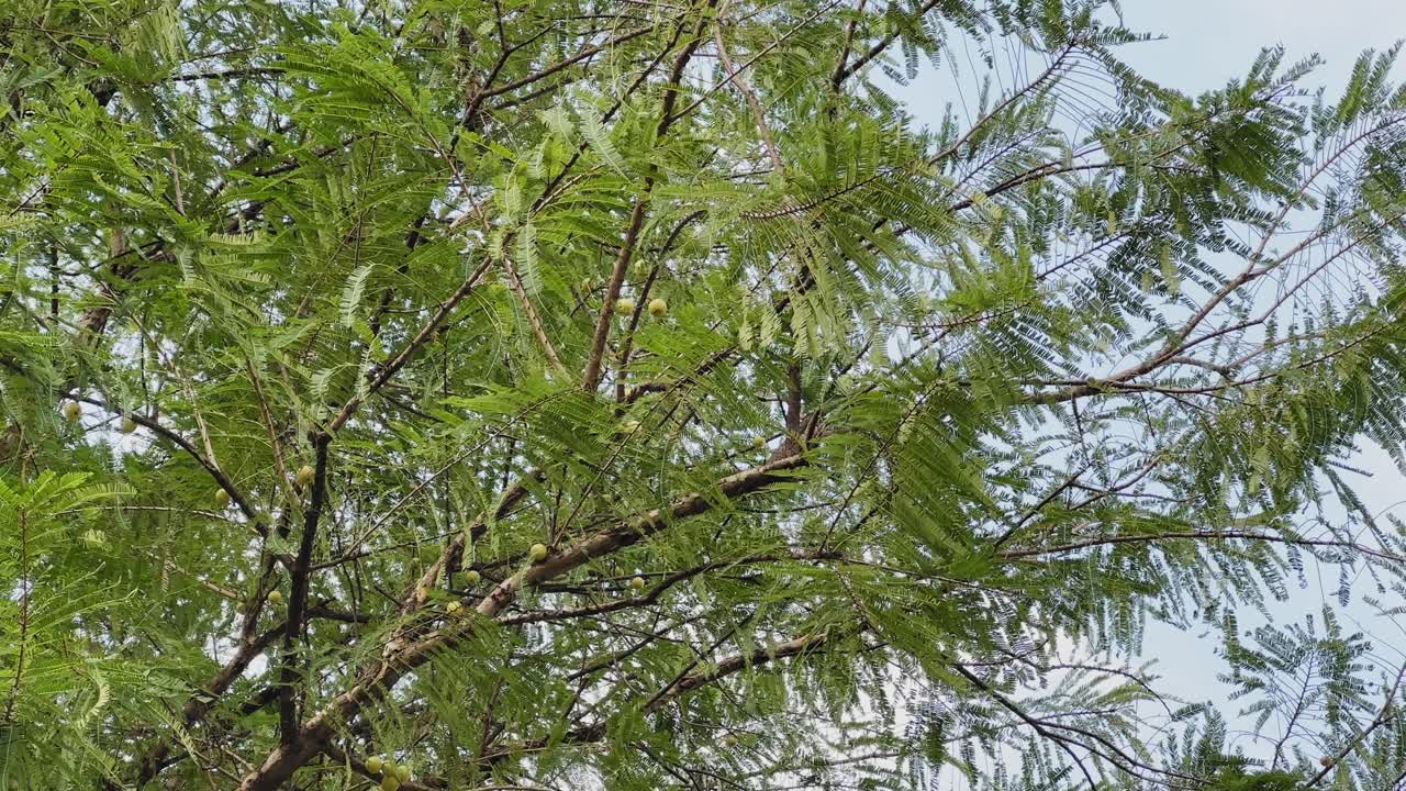 Close-up of Indian Gooseberry (Phyllanthus emblica) branches bearing round green-yellow fruits among fine leaflets under daylight, showcasing the natural beauty of this Ayurvedic medicinal tree