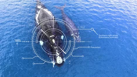 HUD-Target-drone-collecting-data-of-Southern-right-Whales,-Eubalaena-australis,-Mother-and-Calf---3d-Motion-graphics-animation