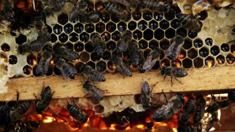 Close-up-of-honey-bee-frame-covered-with-bees