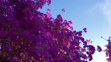 flowering oleander with pink purple flowers on blue sky background