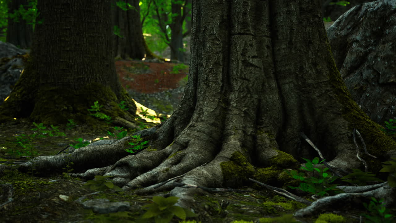 숲 속 의 나무 뿌리 들 의 근접 사진