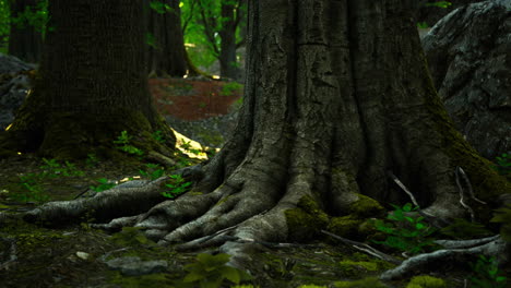 close up of tree roots in a forest