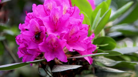 Rododendro-Hermosa-Flor-Y-Abejorro-Beben-Néctar-Abeja