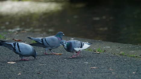 las palomas caminan por las orillas de un canal