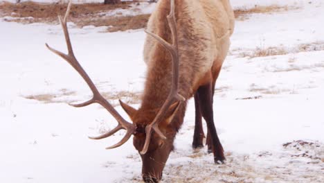 handheld shot of a deer with antlers feeding in the winter