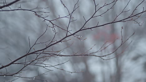 Kahle-Äste-Mit-Wassertropfen-An-Einem-Nebligen-Wintertag