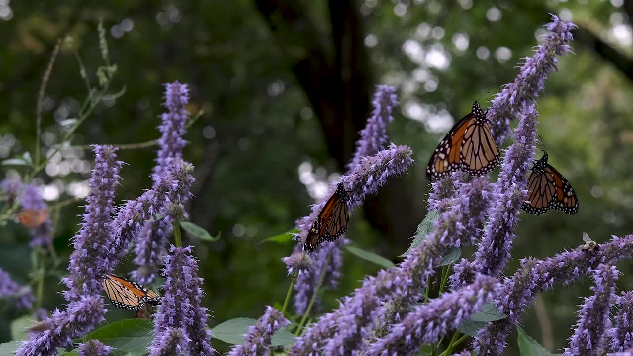 las mariposas monarca secan sus alas posadas sobre flores de arbustos de mariposas moradas en un jardín verde de verano